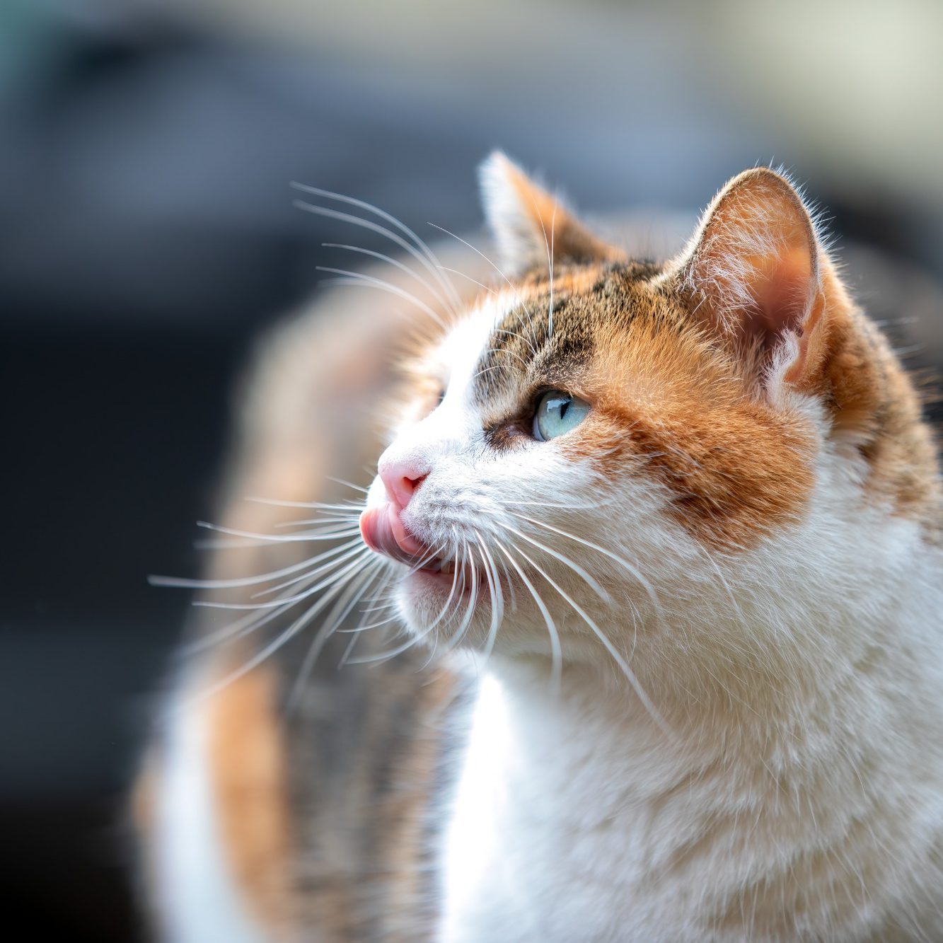 Eine neugierige Katze mit orange, schwarz und weißem Fell leckt sich die Lippen.