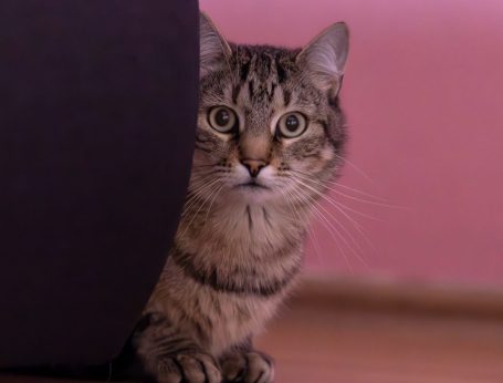 getigerter Kater Eine neugierige graugetigerte Katze schaut hinter einem Sessel hervor.