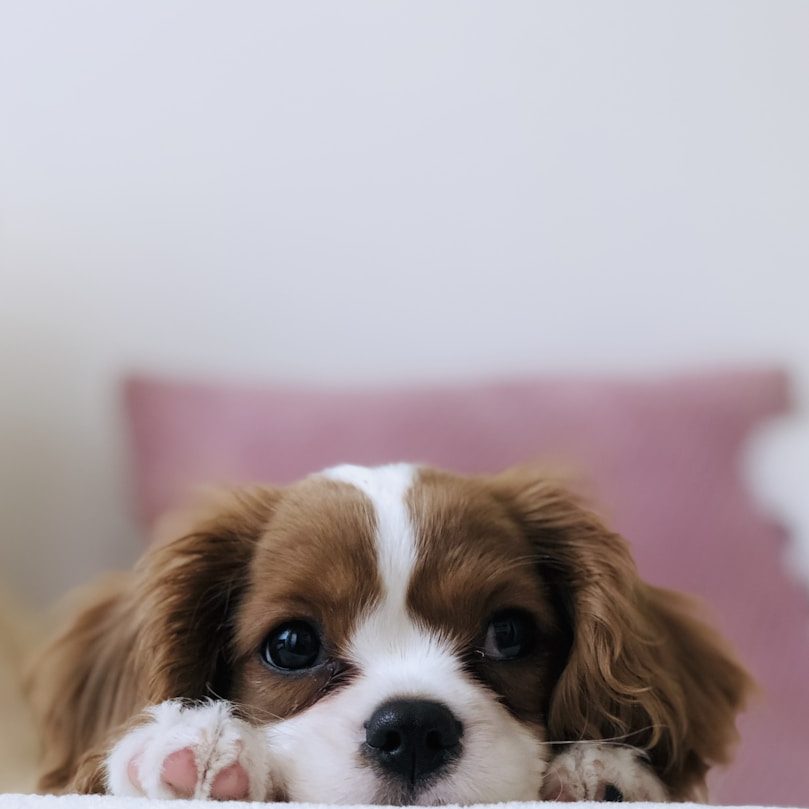 Hund junger Cavalier King Charles Spaniel schaut süß in die Kamera