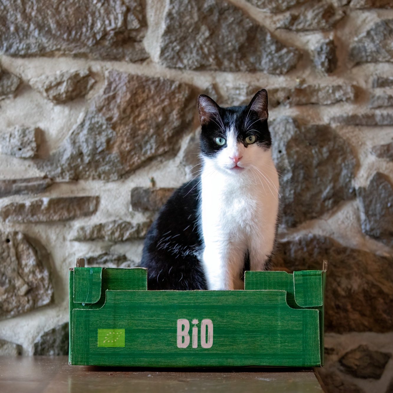 schwarz weiße Katze schwarz weiße Katze sitzt in einem grünen Karton vor einer Bruchsteinwand