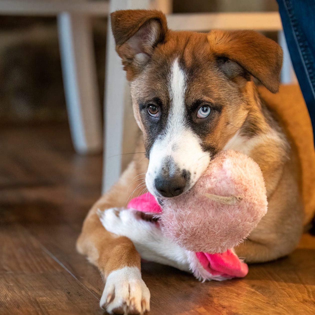 verspielter, süßer Hund Ein junger dreifarbiger Hund mit einem blauen und einem braunen Auge hält ein Plüschtier im Maul auf einem Holzboden.