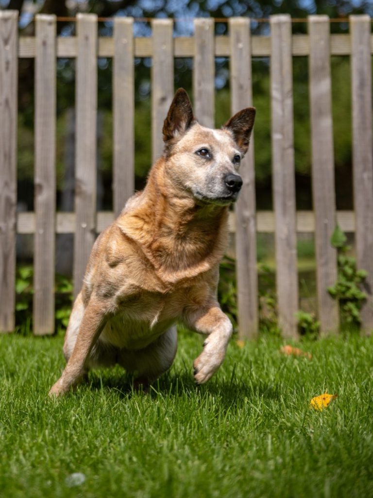 Cattle Dog in Aktion Ein roter Cattle Dog der grade losläuft auf Rasen vor einem Holzzaun.