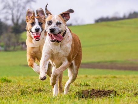 Hunde haben Spaß Zwei Hunde flitzen fröhlich über eine grüne Wiese. Bei beiden ist das Maul weit auf und beide hecheln. Die Ohren flattern