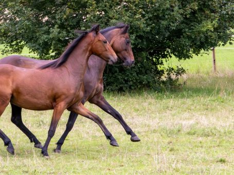 Passgespann Hackneypony Zwei braune Pferde traben harmonisch im Gleichschritt über eine grüne Wiese.