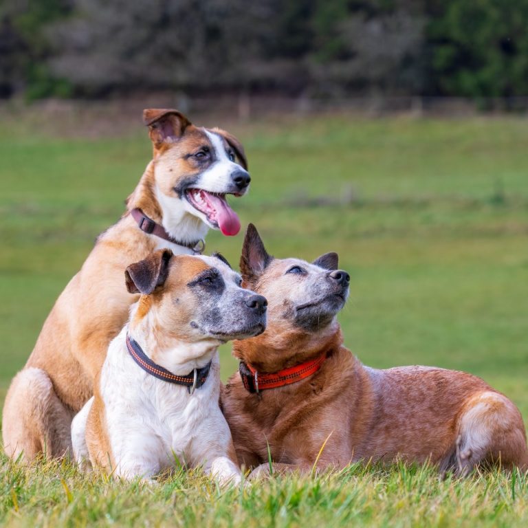 Drei verschiedene Hunde, zwei liegen einer sitzt, auf einer Wiese und schauen in die Ferne. Alle drei haben rötliches kurzes Fell.