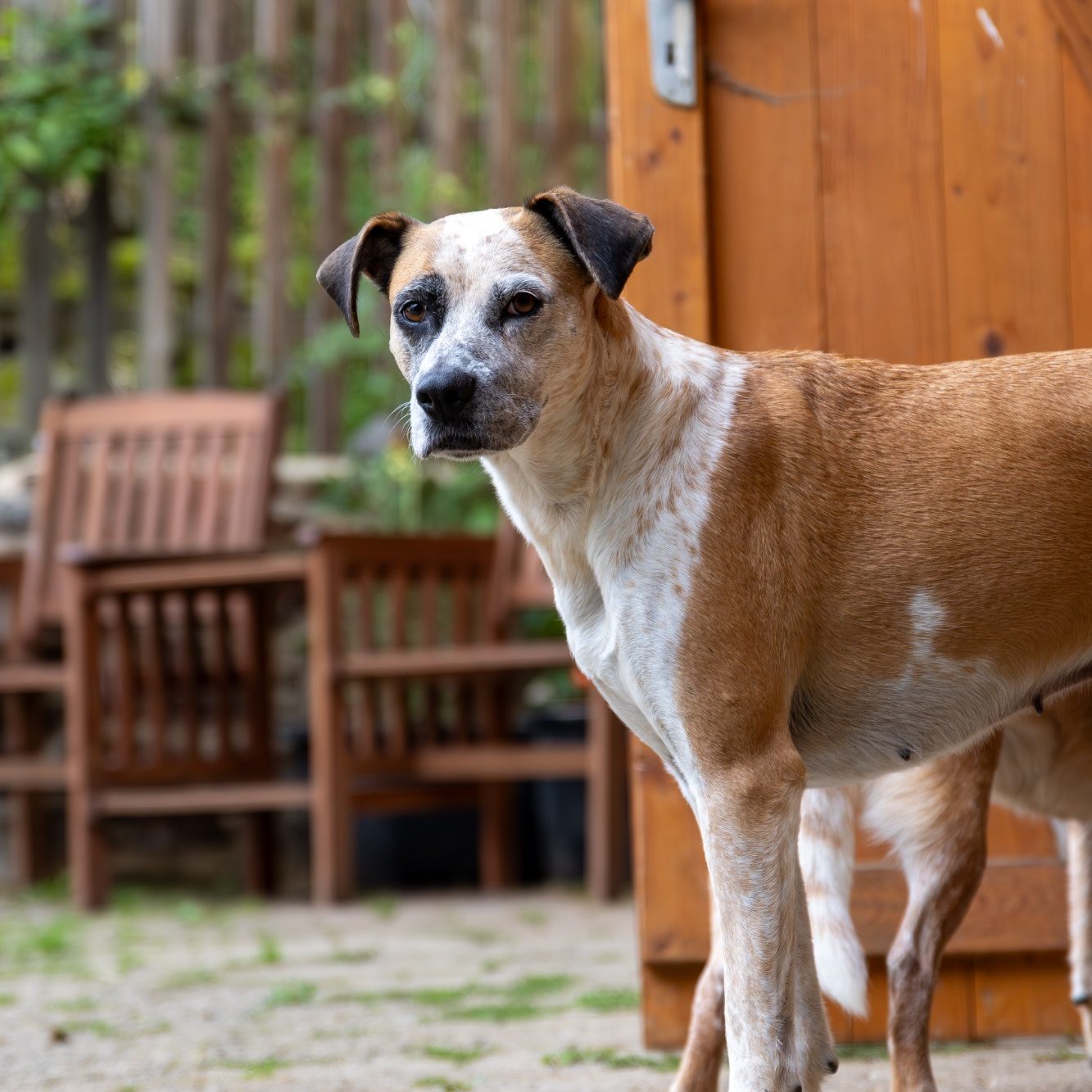 Ein älterer braun weißer Hund neben einer offenen Holztür und schaut in die Kamera, im Hintergrund stehen Holzstühlen, alles im Freien.