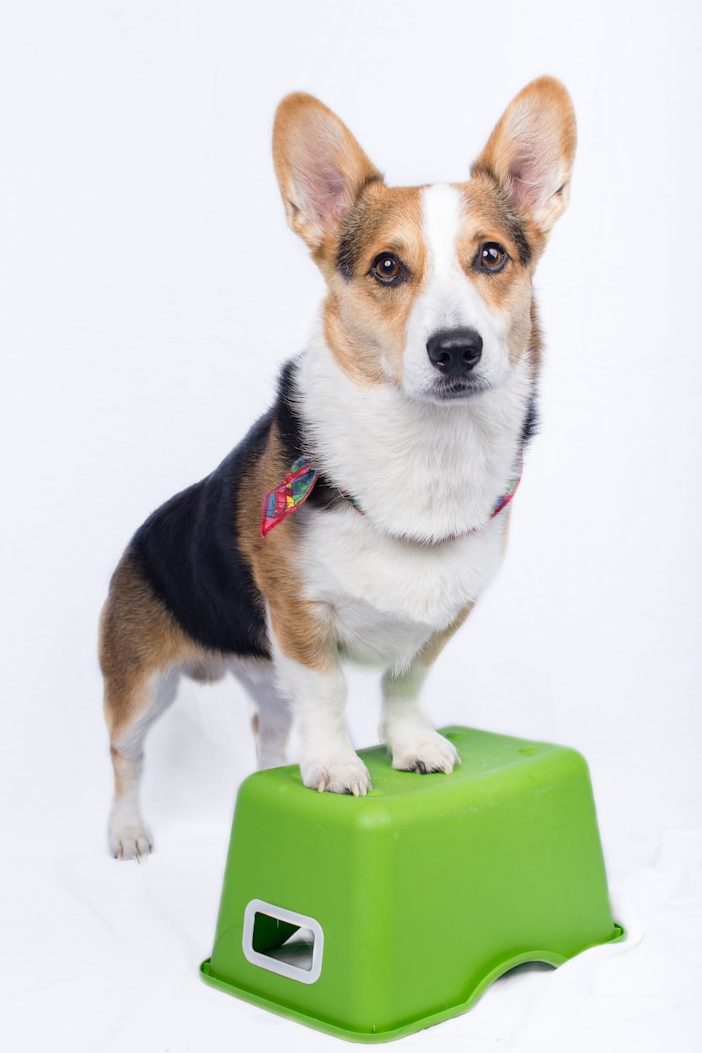 Hundetraining Ein Corgi steht auf einem grünen Hocker und schaut direkt in die Kamera.